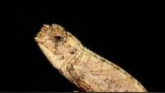 Smallest Chameleon discovered