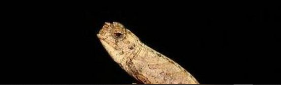 Smallest Chameleon discovered