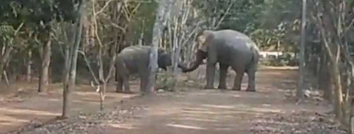 Two jumbos make up after week-long standoff by shaking trunks