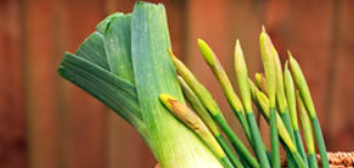 Daffodils and leeks