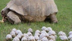 80-year-old turtle with her babbies
