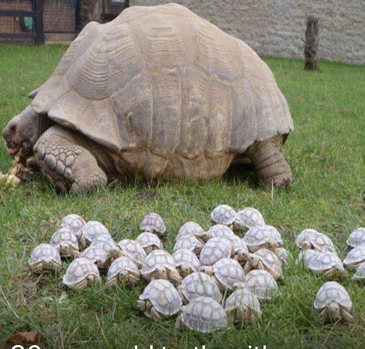 80-year-old turtle with her babbies