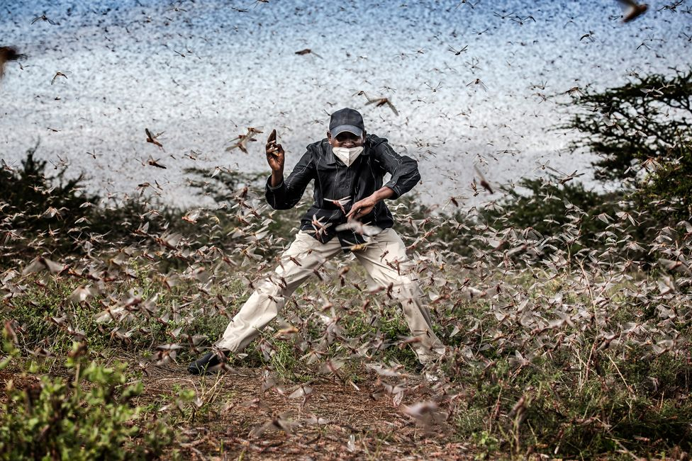 Wildlife and Nature winner Luis Tato from Spain for his photograph of desert locusts