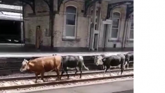 Cows on the track