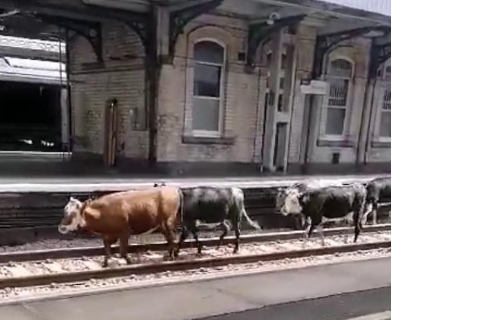 Cows on the track
