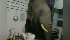 Wild elephan ransacking the kitchen
