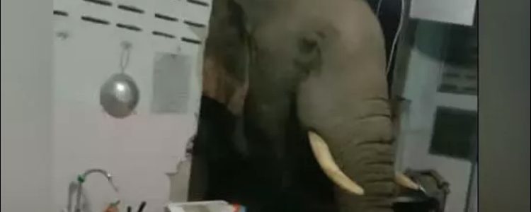 Wild elephan ransacking the kitchen