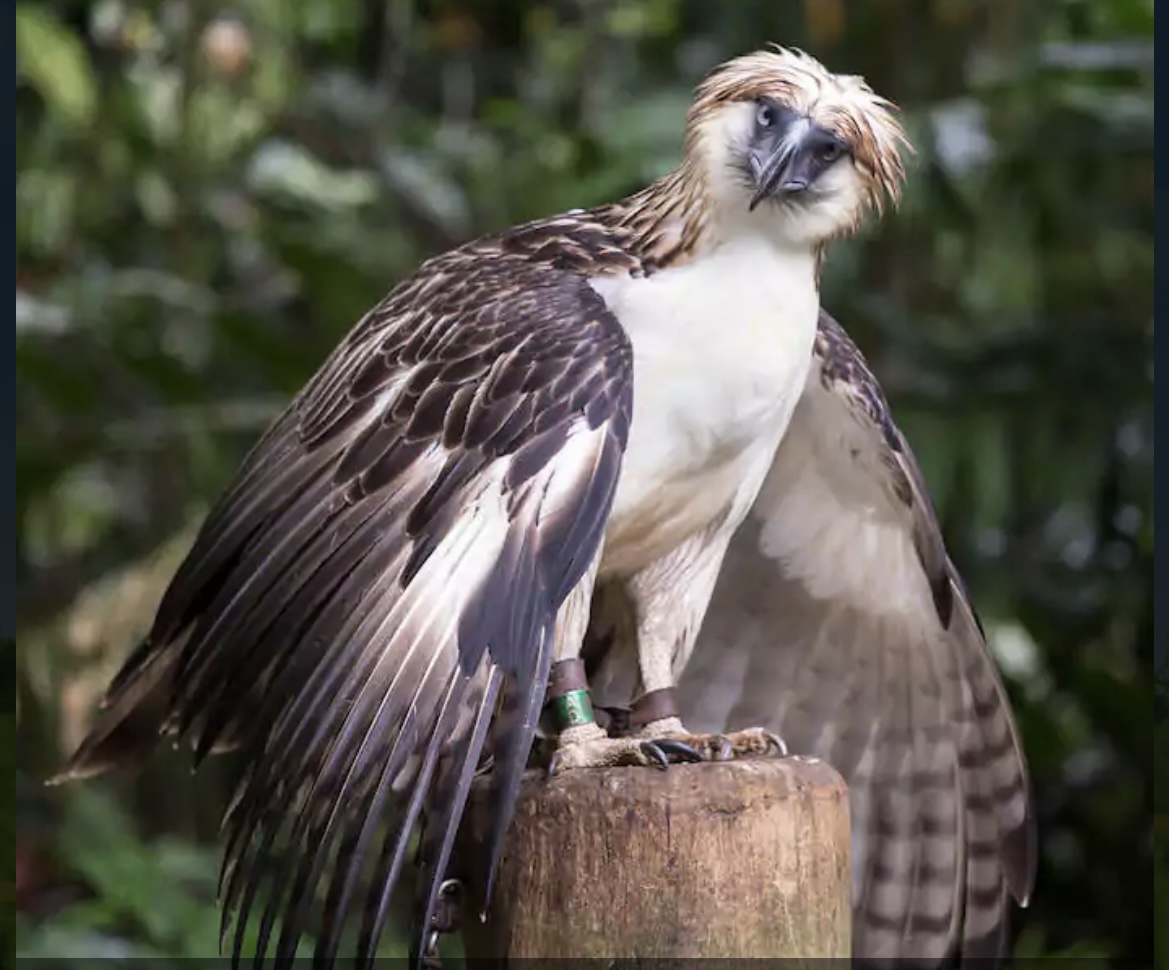 Phillipine Eagle