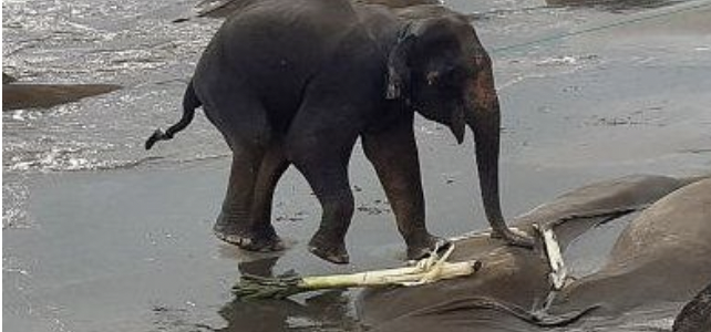 Wild elephants rescued from sea