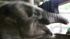 Baby elephant dies after falling prey to poache