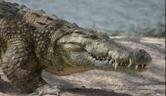 Crocodile prowling around Zambewi river