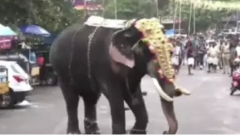 Elephant runs amok
