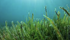 Seagrass vital for the enviornment